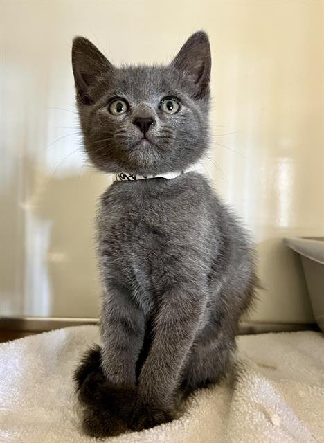 AUDREY - Domestic Short Hair available for adoption
