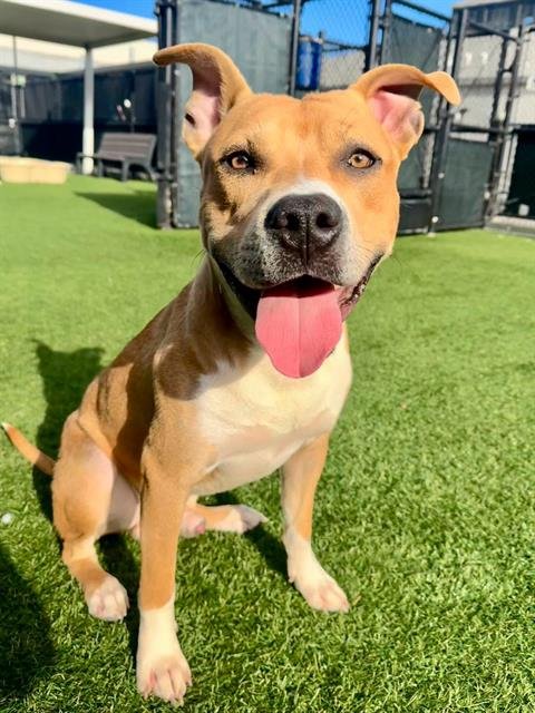 KANGAROO JACK - Pit Bull Terrier available for adoption