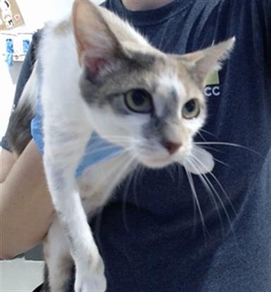 VANESSA - Domestic Short Hair available for adoption