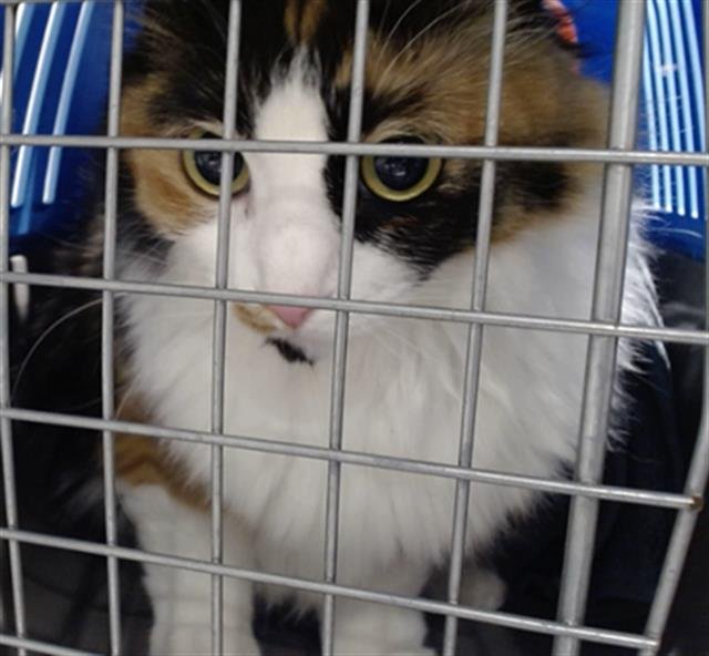 PENNY - Domestic Short Hair available for adoption