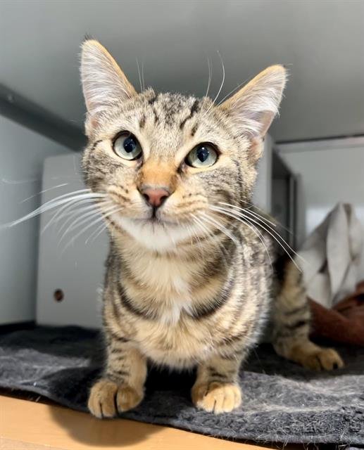 TONY - Domestic Short Hair available for adoption