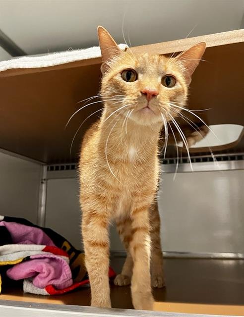 TARZAN - Domestic Short Hair available for adoption