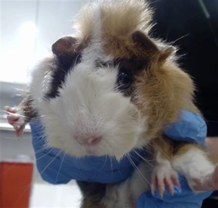 DECEMBER - Guinea Pig available for adoption