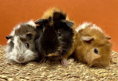 PANCAKES - Guinea Pig available for adoption