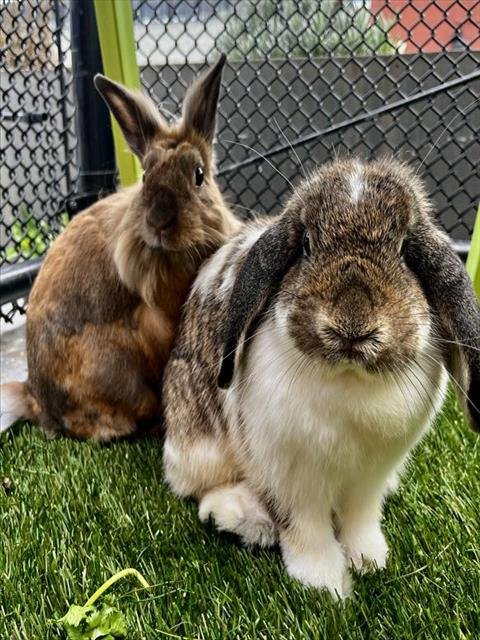 FRANK - Shorthaired Rabbit available for adoption