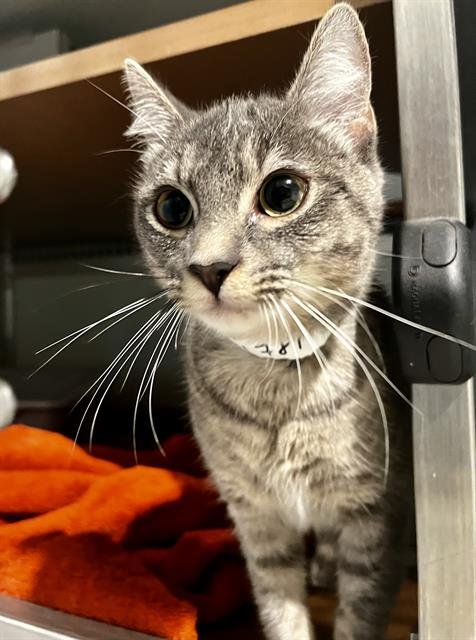 STAR - Domestic Short Hair available for adoption
