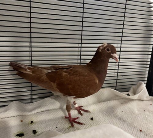 PHOENIX - Pigeon available for adoption