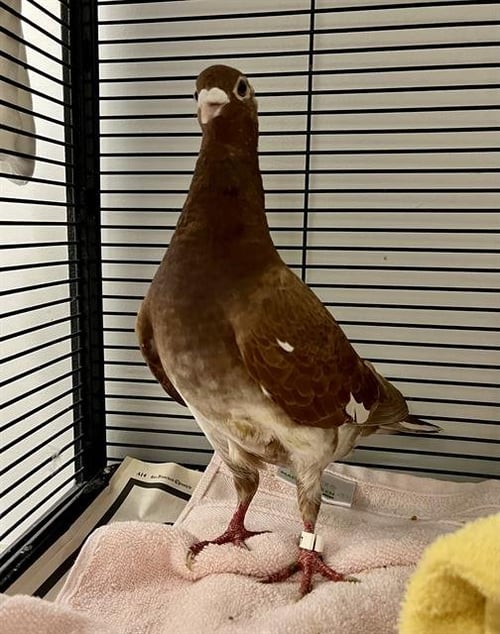 PHOENIX - Pigeon available for adoption
