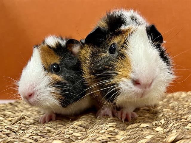 RORY - Guinea Pig available for adoption
