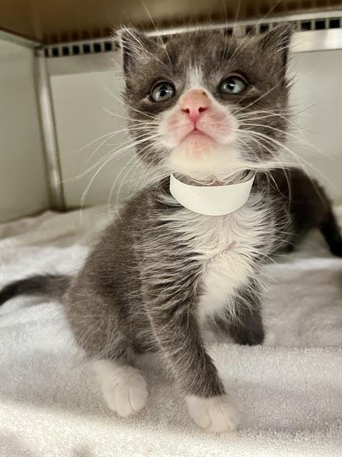 MANCHEGO - Domestic Short Hair available for adoption