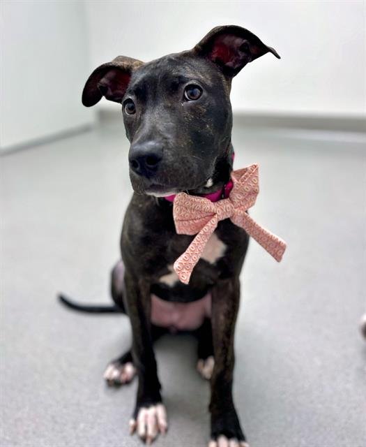 VIOLA - Pit Bull Terrier available for adoption