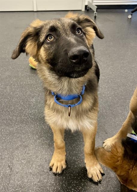 RUMBLE - German Shepherd Dog / Anatolian Shepherd available for adoption