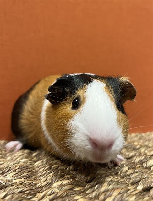BUFFY - Guinea Pig available for adoption
