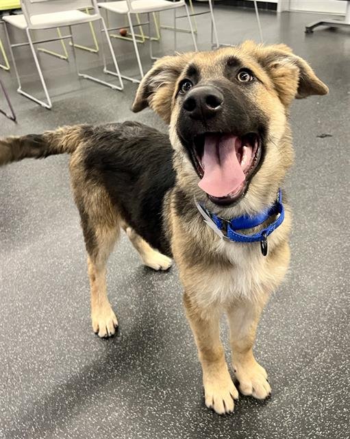 TUMBLE - German Shepherd Dog / Anatolian Shepherd available for adoption