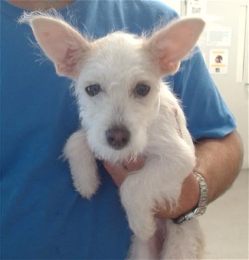 BABY JANE DOE - West Highland White Terrier Westie available for adoption