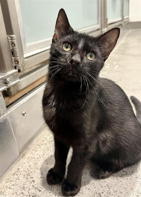MARLON - Domestic Short Hair available for adoption