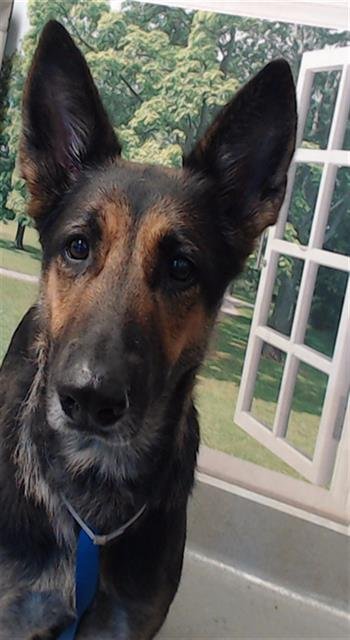 ARI - German Shepherd Dog available for adoption