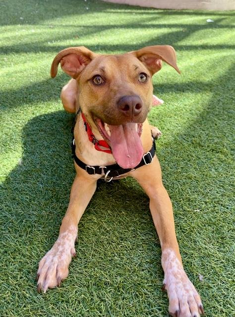 FIONA - Beagle / Pit Bull Terrier available for adoption