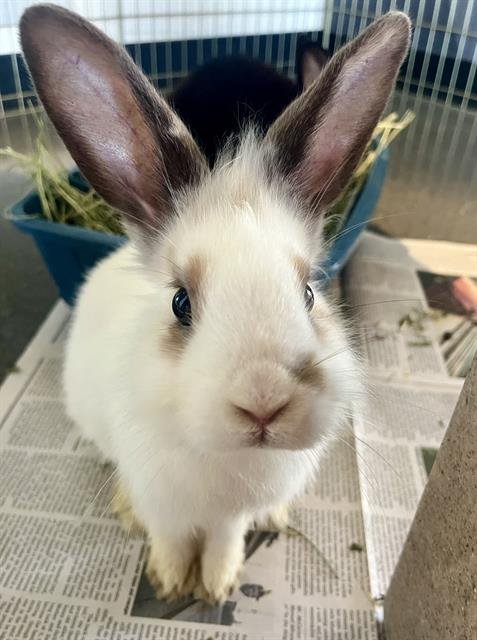 BULLWINKLE - Shorthaired Rabbit available for adoption