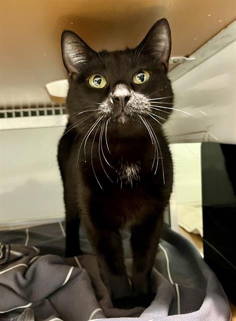 BB - Domestic Short Hair available for adoption