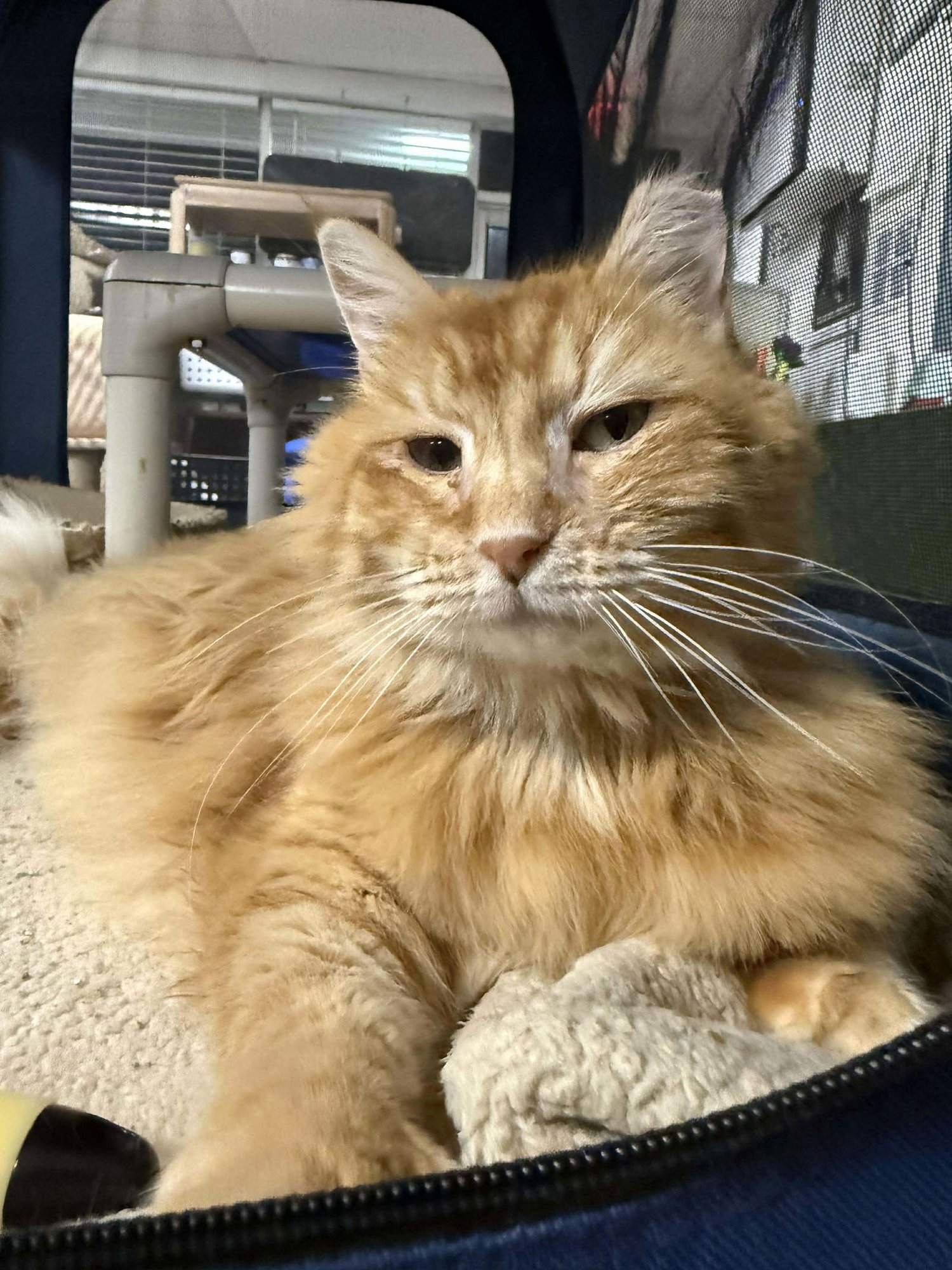 BLONDIE - Domestic Long Hair available for adoption