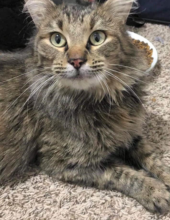 BLUEBERRY - Domestic Long Hair / Tabby available for adoption