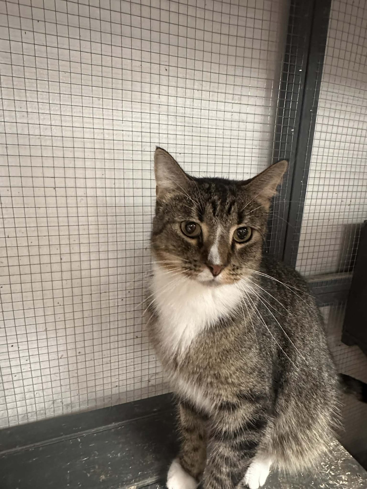 HANNIBAL - Domestic Short Hair available for adoption