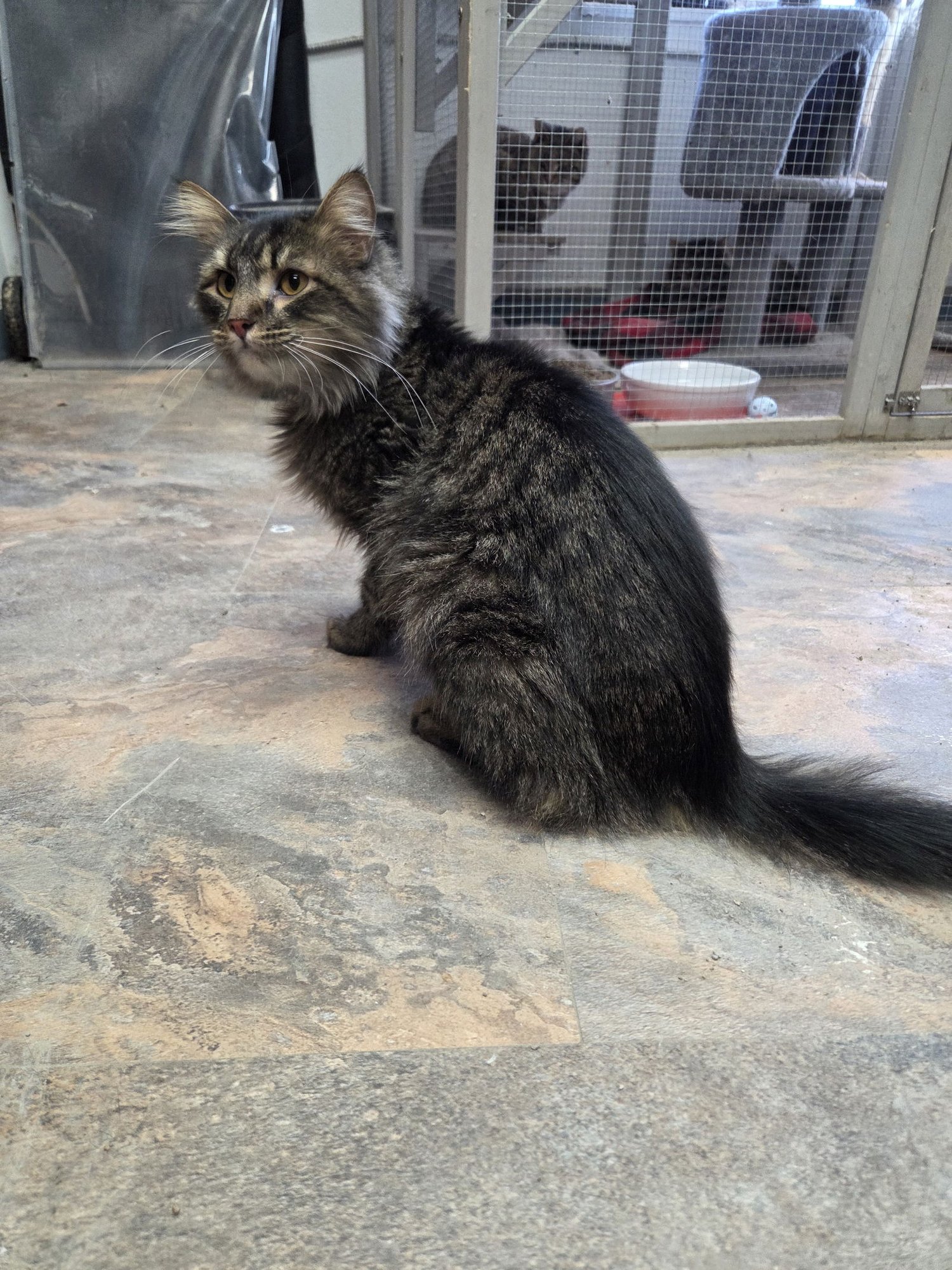 HOUDINI - Domestic Medium Hair available for adoption