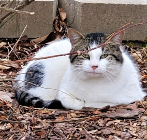 SIR CHUNKSALOT - Tabby / Domestic Short Hair available for adoption