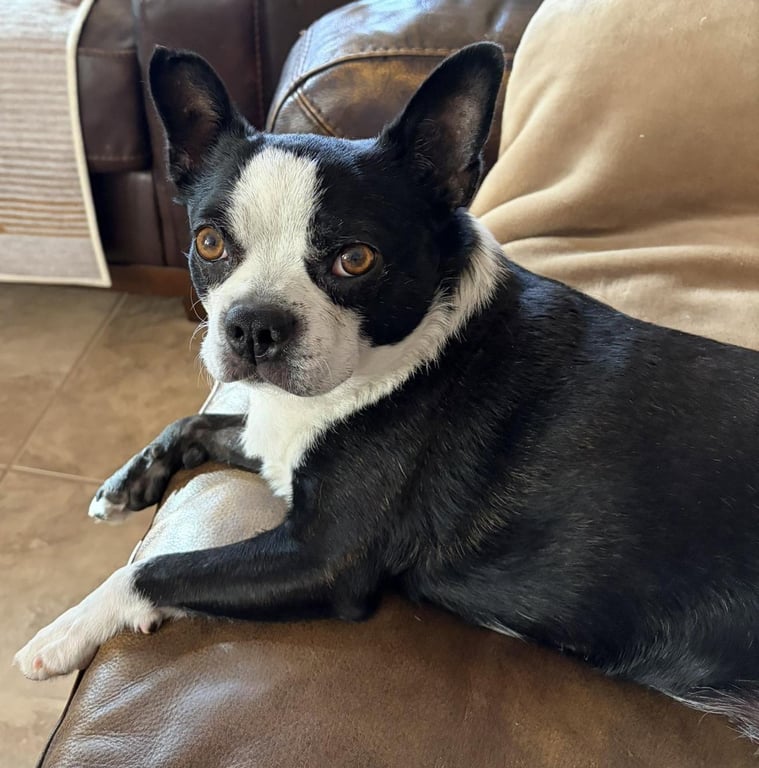 Gracie Image