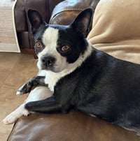 Gracie - Photo 1