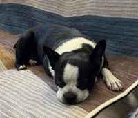 Gracie - Photo 2