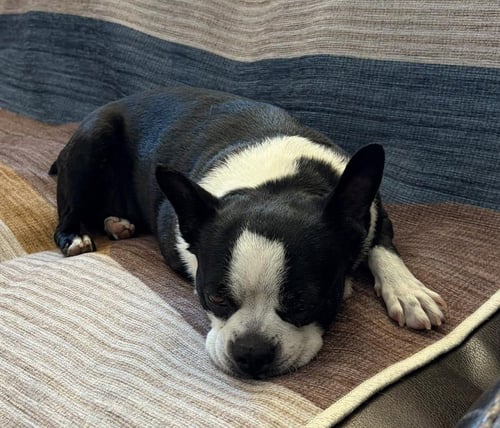 GRACIE - Boston Terrier available for adoption