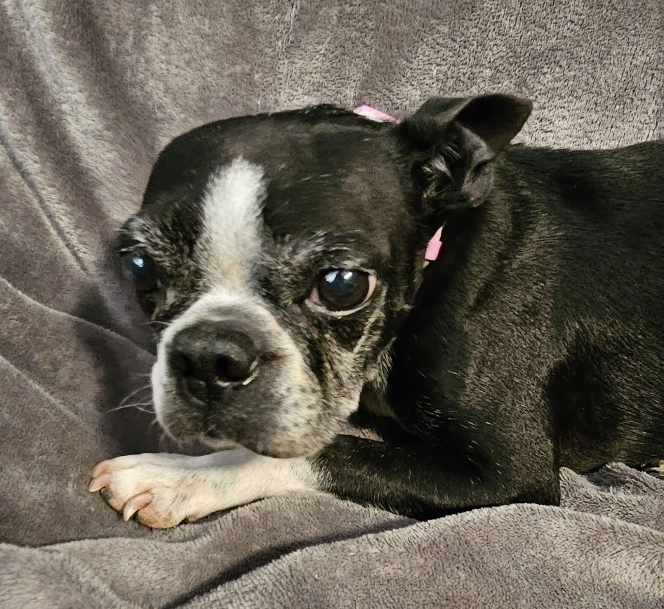 CALLIOPE - Boston Terrier available for adoption
