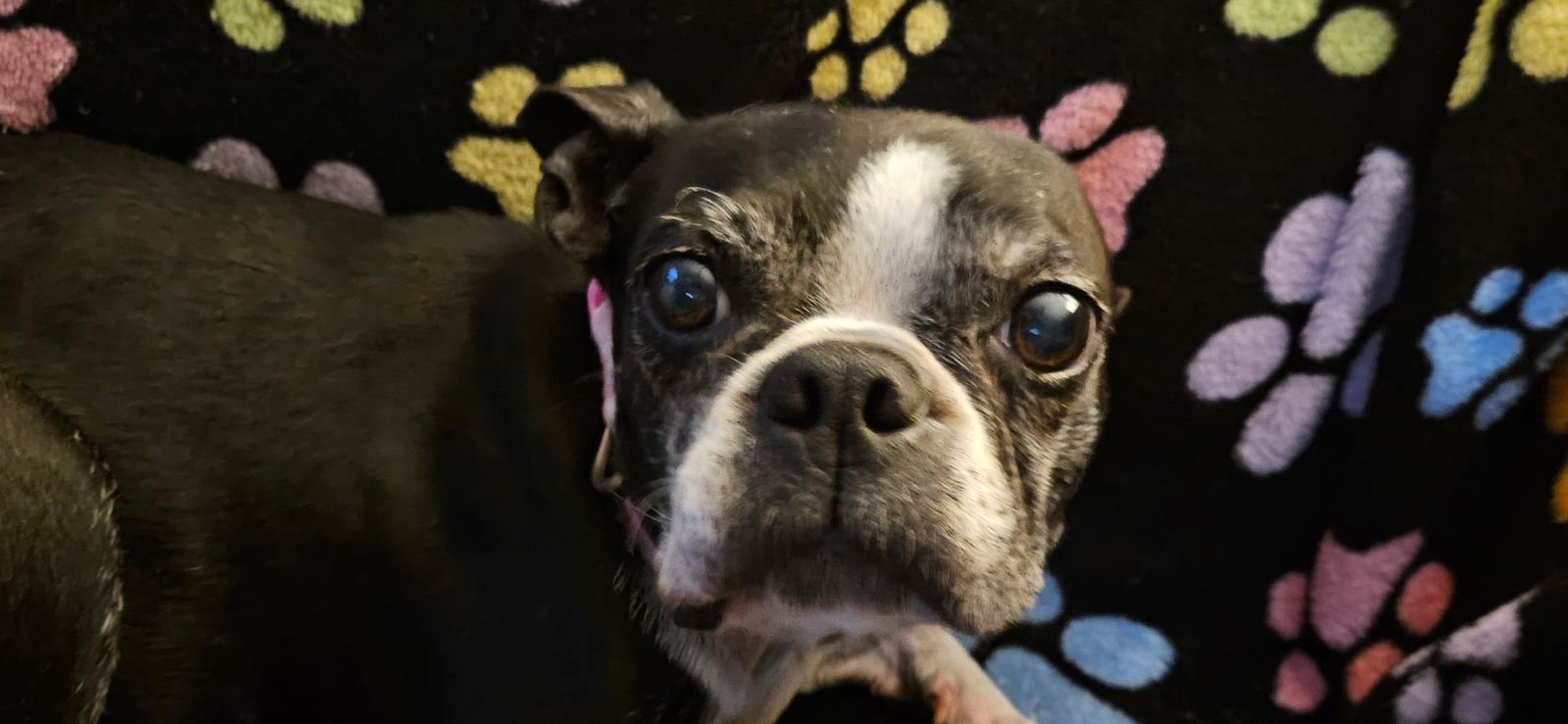CALLIOPE - Boston Terrier available for adoption