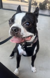 Bugsy and Bosco - Photo 1