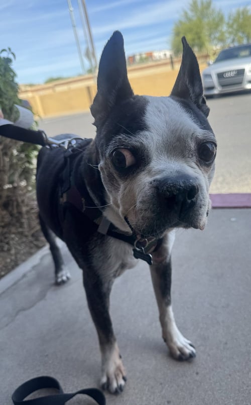 BOSCO AND BUGSY - Boston Terrier for adoption in Scottsdale