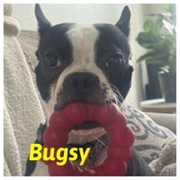 Bosco and Bugsy - Photo 4