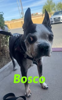 Bosco and Bugsy - Photo 6