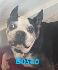 Bosco and Bugsy - Photo 5
