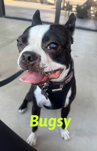 Bosco and Bugsy - Photo 3
