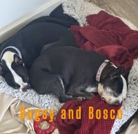 Bosco and Bugsy - Photo 2
