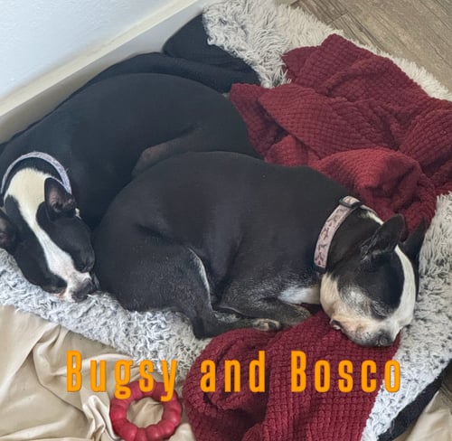 BOSCO AND BUGSY - Boston Terrier available for adoption