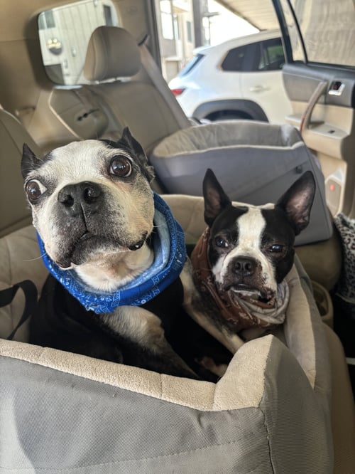 BOSCO AND BUGSY - Boston Terrier for adoption in Scottsdale