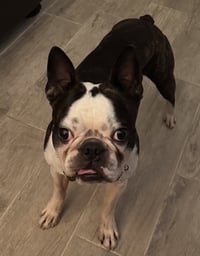 Champ - Photo 4