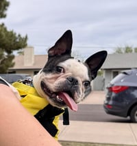 Champ - Photo 1