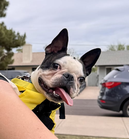 CHAMP - Boston Terrier for adoption in Scottsdale