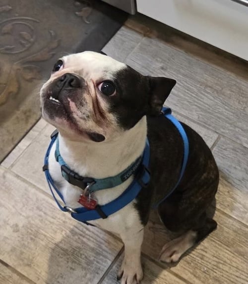CHAMP - Boston Terrier available for adoption