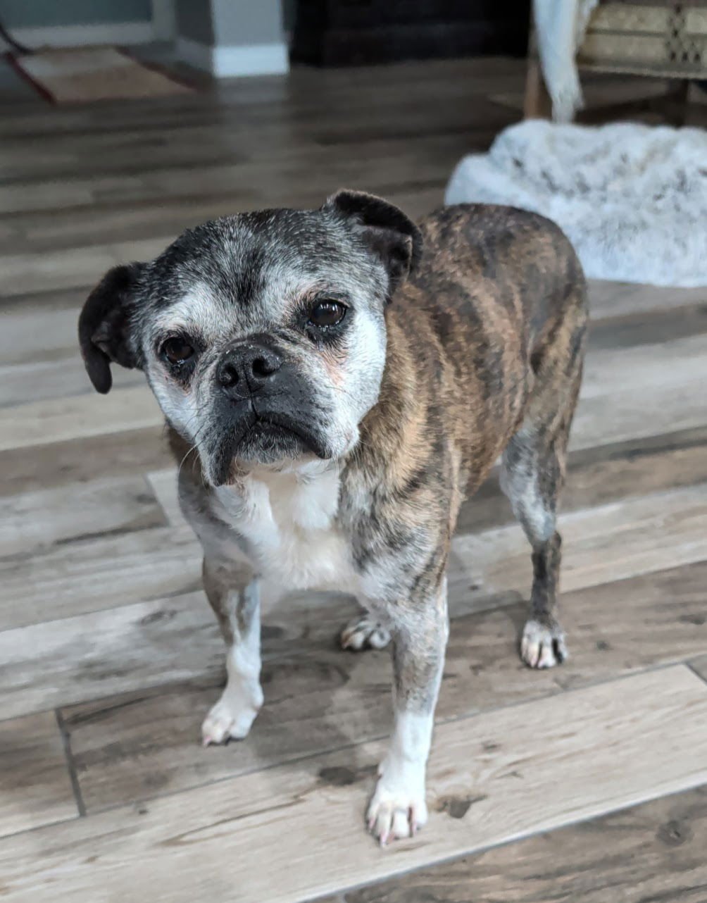 KENDRA - Boston Terrier / Pug available for adoption