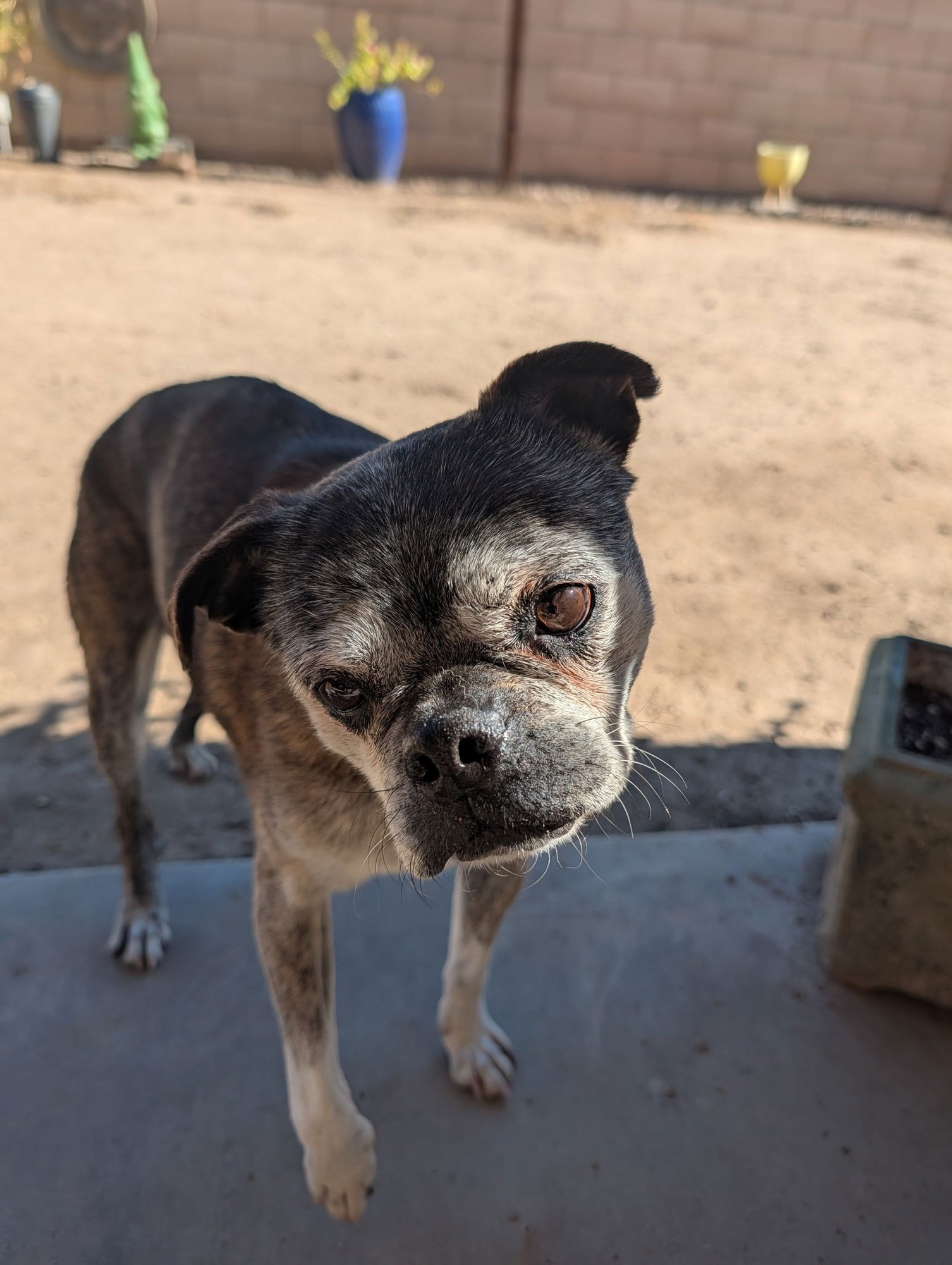KENDRA - Boston Terrier / Pug available for adoption